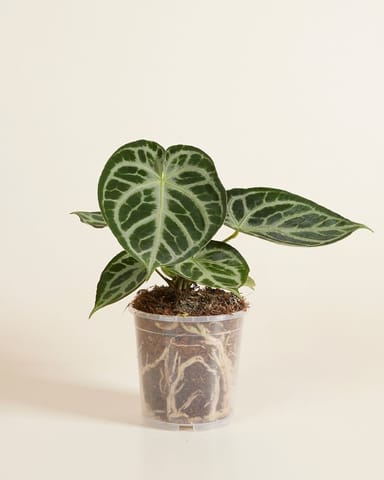 Anzuchttopf Transparent Ø 12 cm