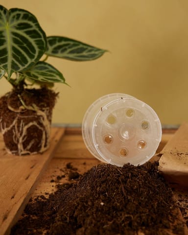 Anzuchttopf Transparent Ø 12 cm