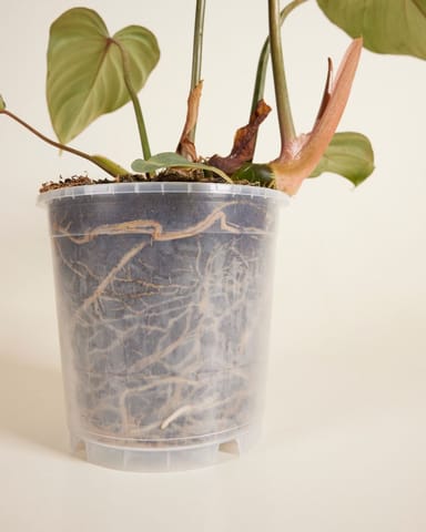 Anzuchttopf Transparent Ø 15 cm