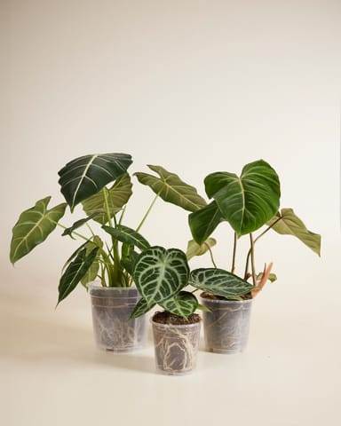 Anzuchttopf Transparent Ø 15 cm