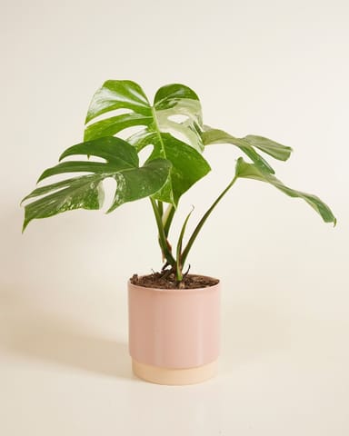 Lisa Topf Dusty Pink Ø 15 cm
