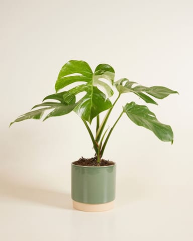 Lisa Topf Grün Ø 15 cm