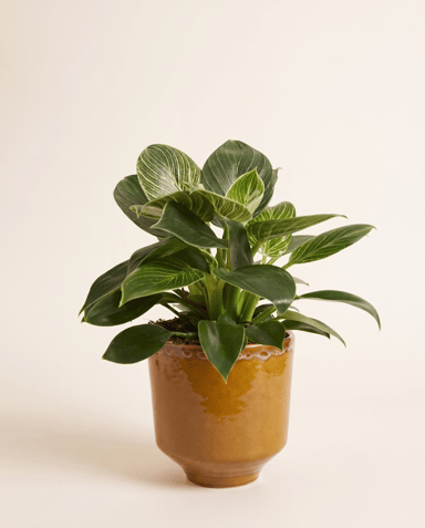 Otis Pot Ocher Ø 13 cm