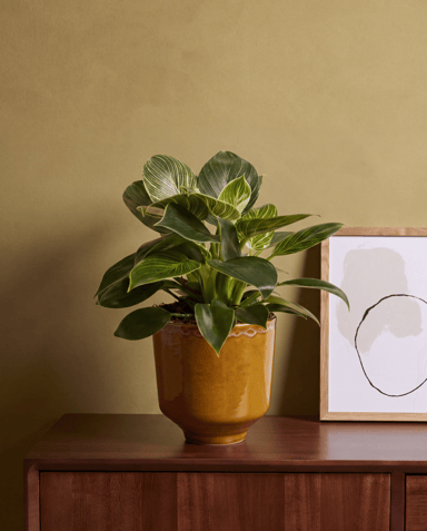 Otis Pot Ocher Ø 13 cm