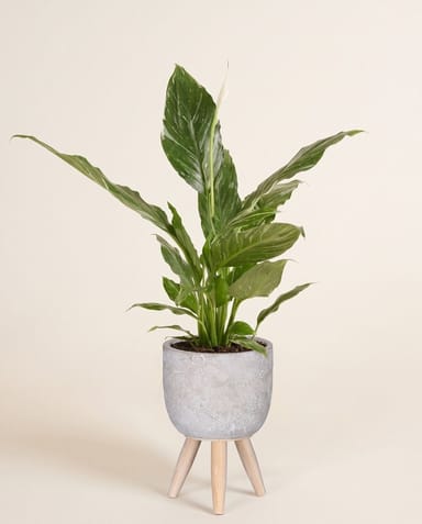 Jimmy Pot on Stand Light Grey Ø 14 cm