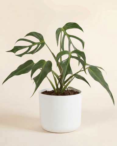 Elho B.For Soft Ø 14 cm