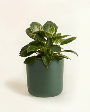 Elho B.For Soft Ø 14 cm