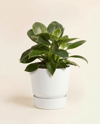 Elho Greenville Ø 14 cm