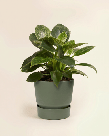 Elho Greenville Ø 14 cm