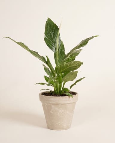 Stan Pot Cream Ø 14 cm