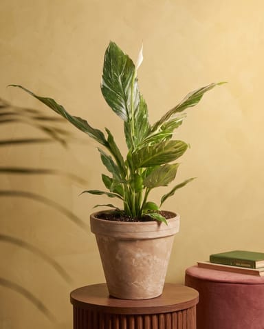 Stan Pot Cream Ø 14 cm