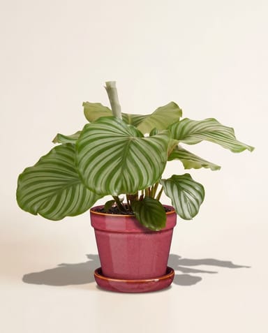 Clint Pot with Saucer Pink Ø 15 cm