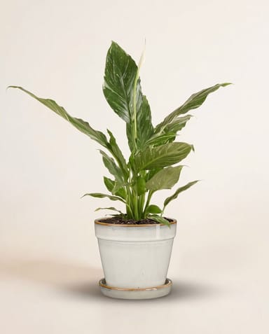 Clint Pot with Saucer Off White Ø 15 cm