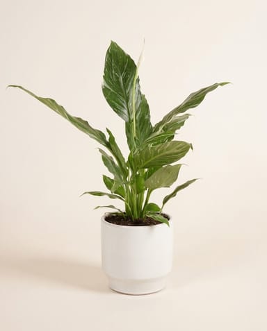 Diaz Pot White Ø 14 cm