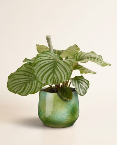 Hugo Pot Green Ø 16 cm