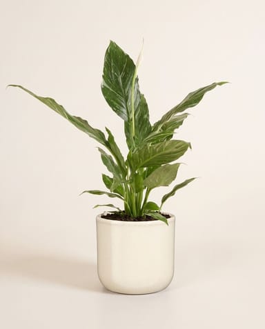 Fedor Pot Beige Ø 14 cm