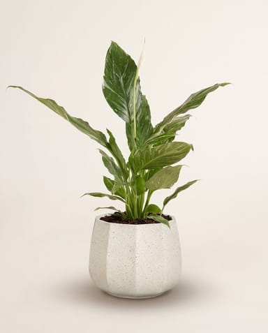 Lennart Pot Cream Ø 16 cm