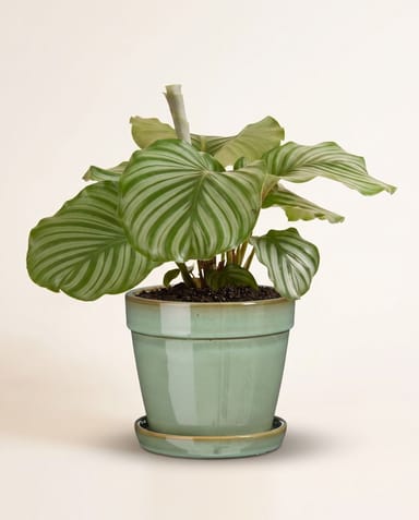Clint Pot with Saucer Mint Green Ø 15 cm