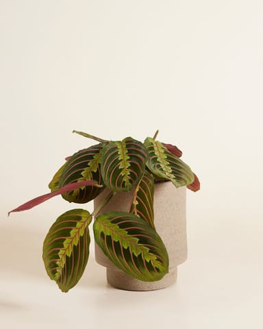 Chad Topf Taupe Ø 15 cm