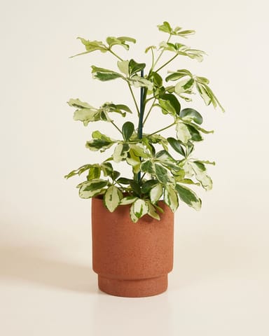 Chad Topf Terra Ø 13.5 cm