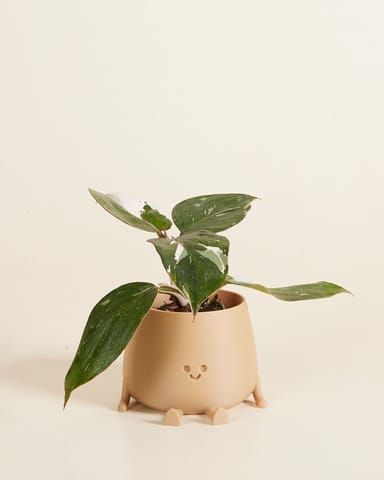 Baby Happy Harry Topf Beige Ø 8 cm