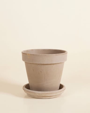 Grau Terrakotta Topf Ø 16 cm