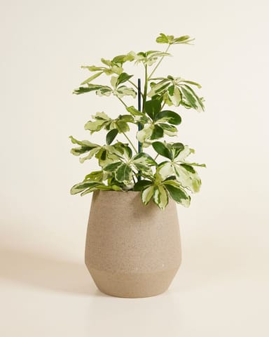 Hubert Topf Taupe Ø 13.5 cm