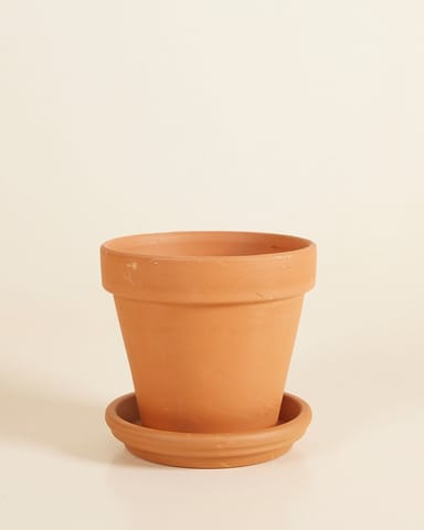 Orange Terrakotta Topf Ø 14 cm