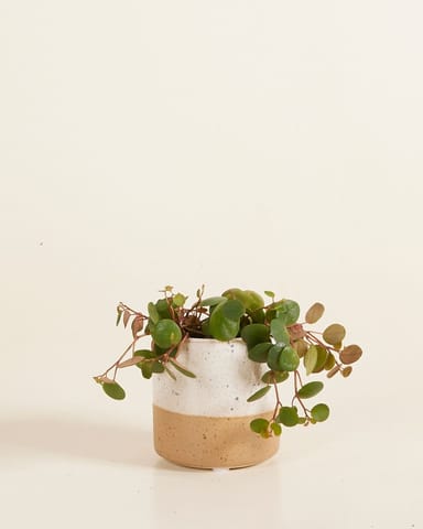 Baby Ava Topf Weiß Ø 6.5 cm