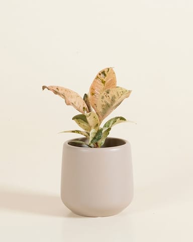 Baby Amber Topf Taupe Ø 6 cm