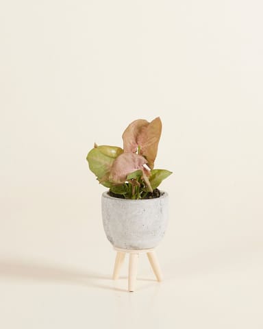 Baby Jimmy Topf Grau Ø 6 cm