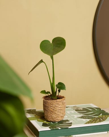 Baby Stef Korb  Ø 5.5 cm
