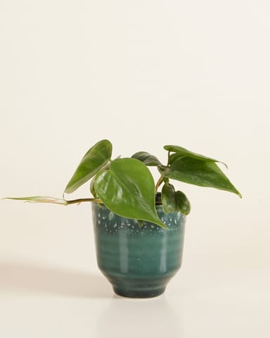 Baby Otis Topf Petrol Ø 9 cm