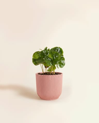 Baby Elho Vibes Fold Ø 7 cm