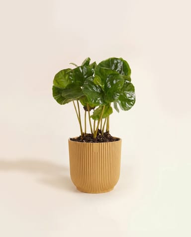 Baby Elho Vibes Fold Ø 7 cm