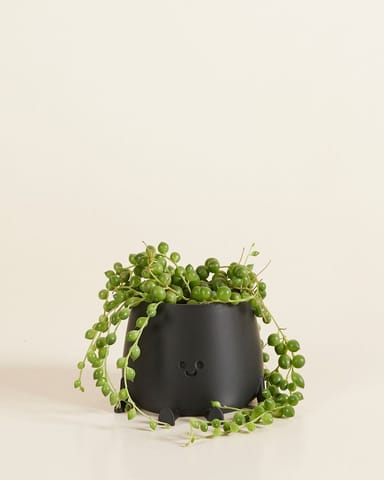Baby Happy Harry Topf Schwarz Ø 6 cm
