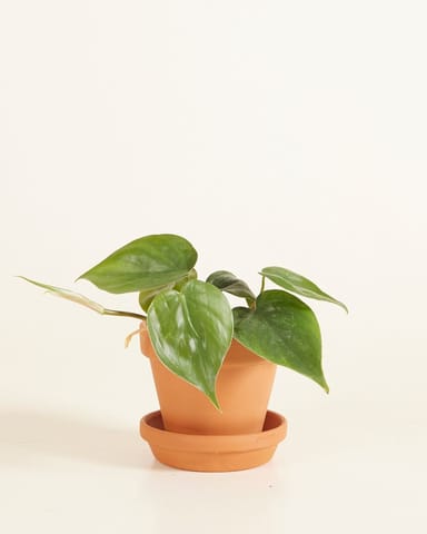 Baby Orange Terrakotta Topf Ø 9 cm