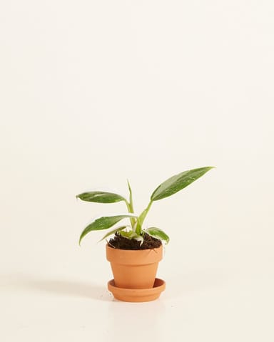 Baby Orange Terrakotta Topf Ø 5 cm