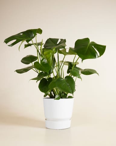 Elho Miles Runder Topf Weiß 24 cm