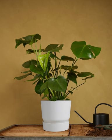 Elho Miles Runder Topf Weiß 24 cm