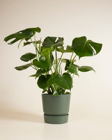 Elho Miles Runder Topf Grün 24 cm