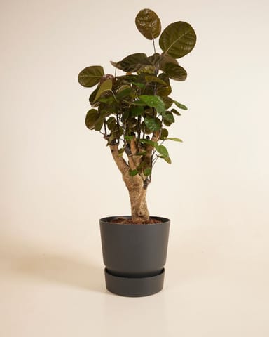 Elho Miles Runder Topf Schwarz Ø 18.5 cm