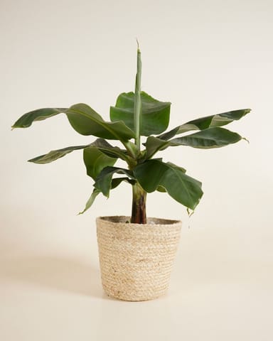 Selin Korb Seegras Ø 21 cm