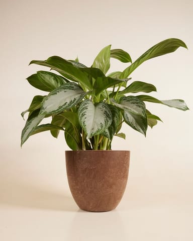 Bola Pot Braun Ø 33
