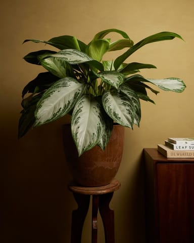Bola Pot Braun Ø 33