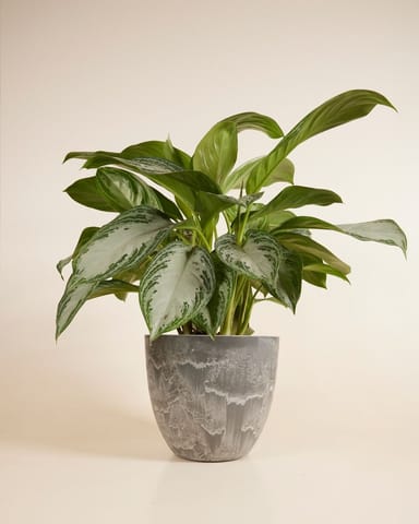 Bola Pot Grau Ø 33