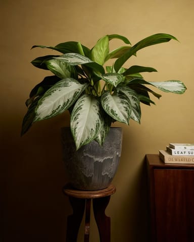 Bola Pot Grau Ø 33