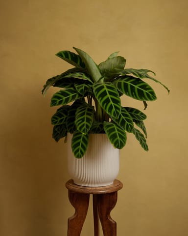 Elho Vick Topf Weiß 25 cm