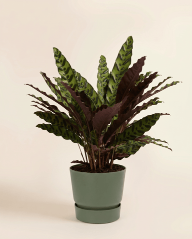 Elho Greenville Ø 20 cm