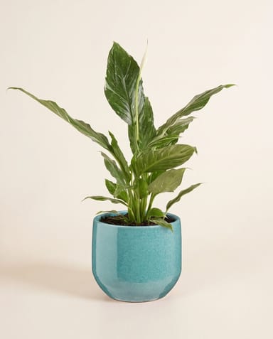 Matteo Pot Turquoise Ø 22 cm